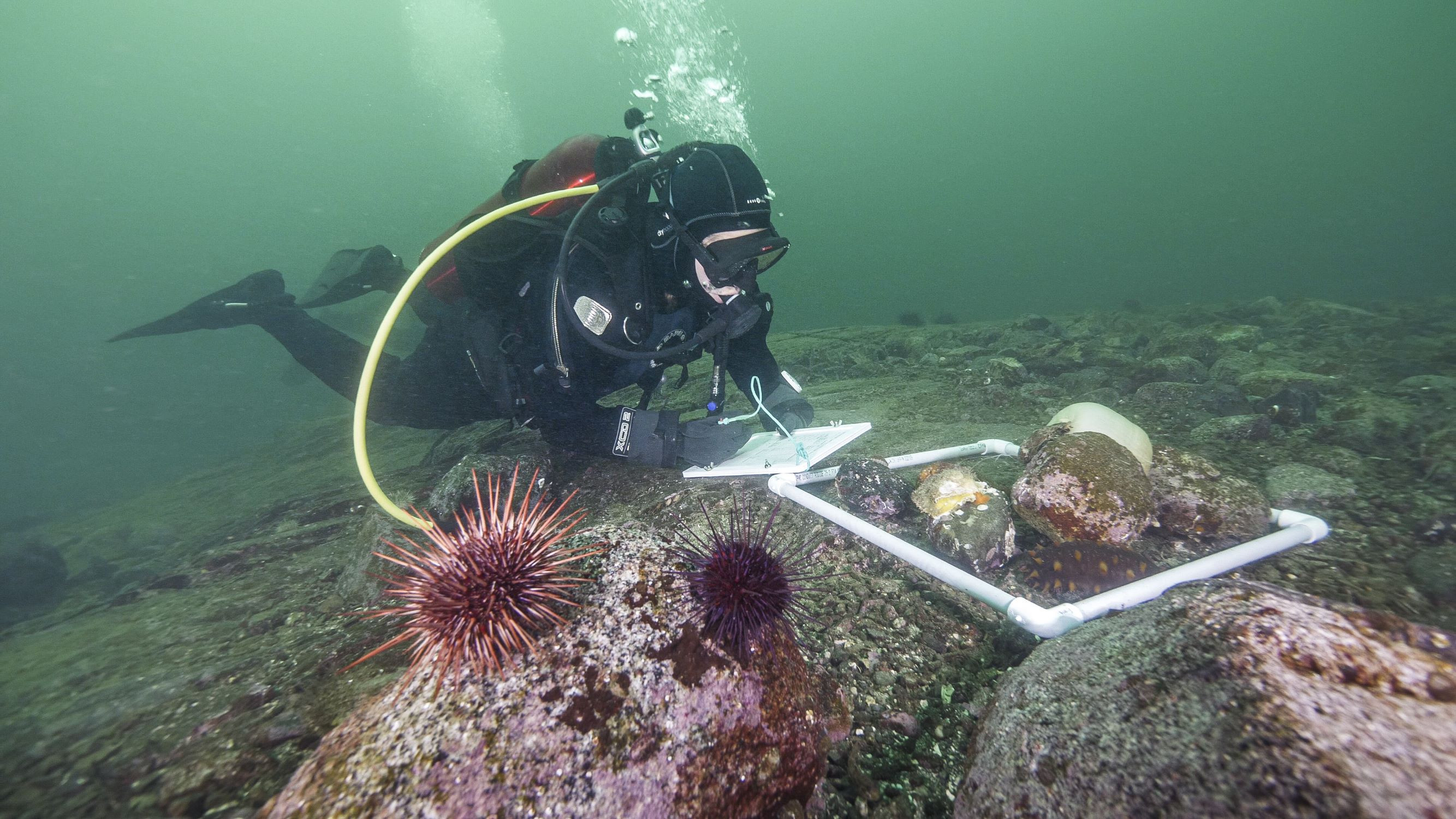 Subtidal Kelp & Kelp Ecosystem Services (WG2)