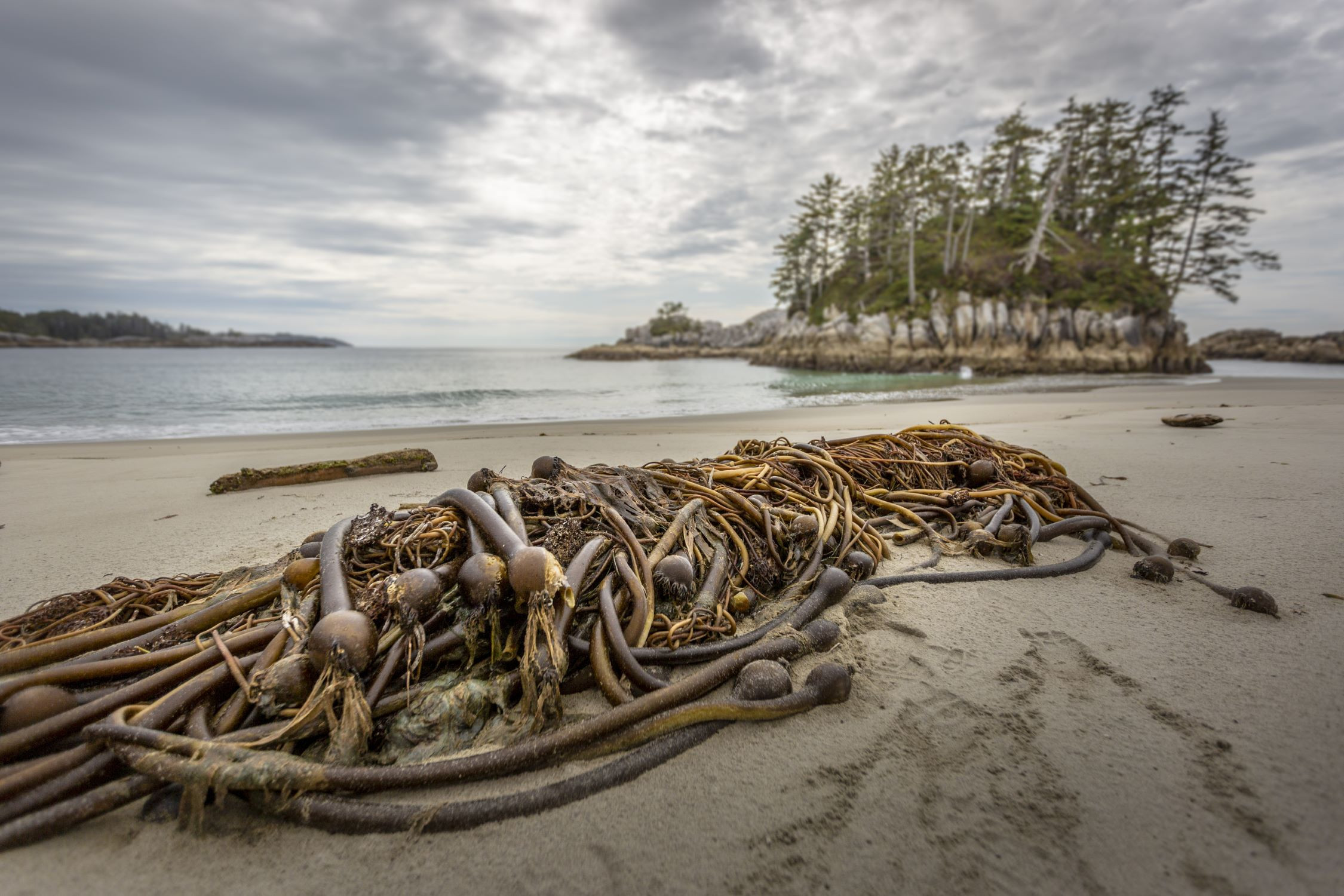 Participative Kelp Science, Training and Engagement (WG5)