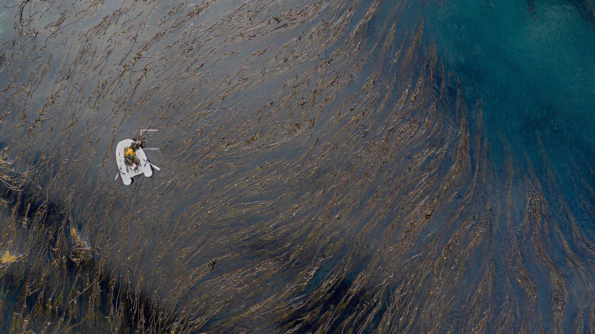 Canopy Kelp Spatial Dynamics (WG1)