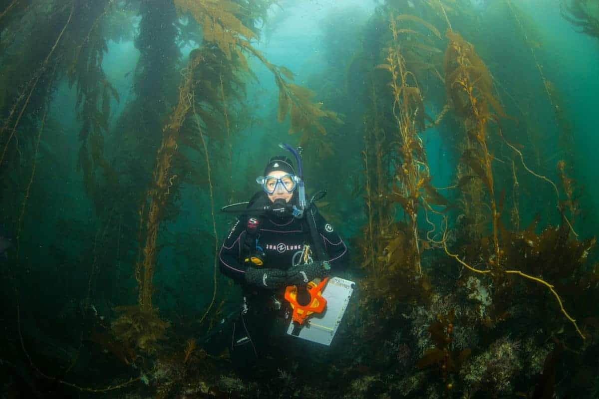 kelp-forest_zackgold-1200x800.jpeg