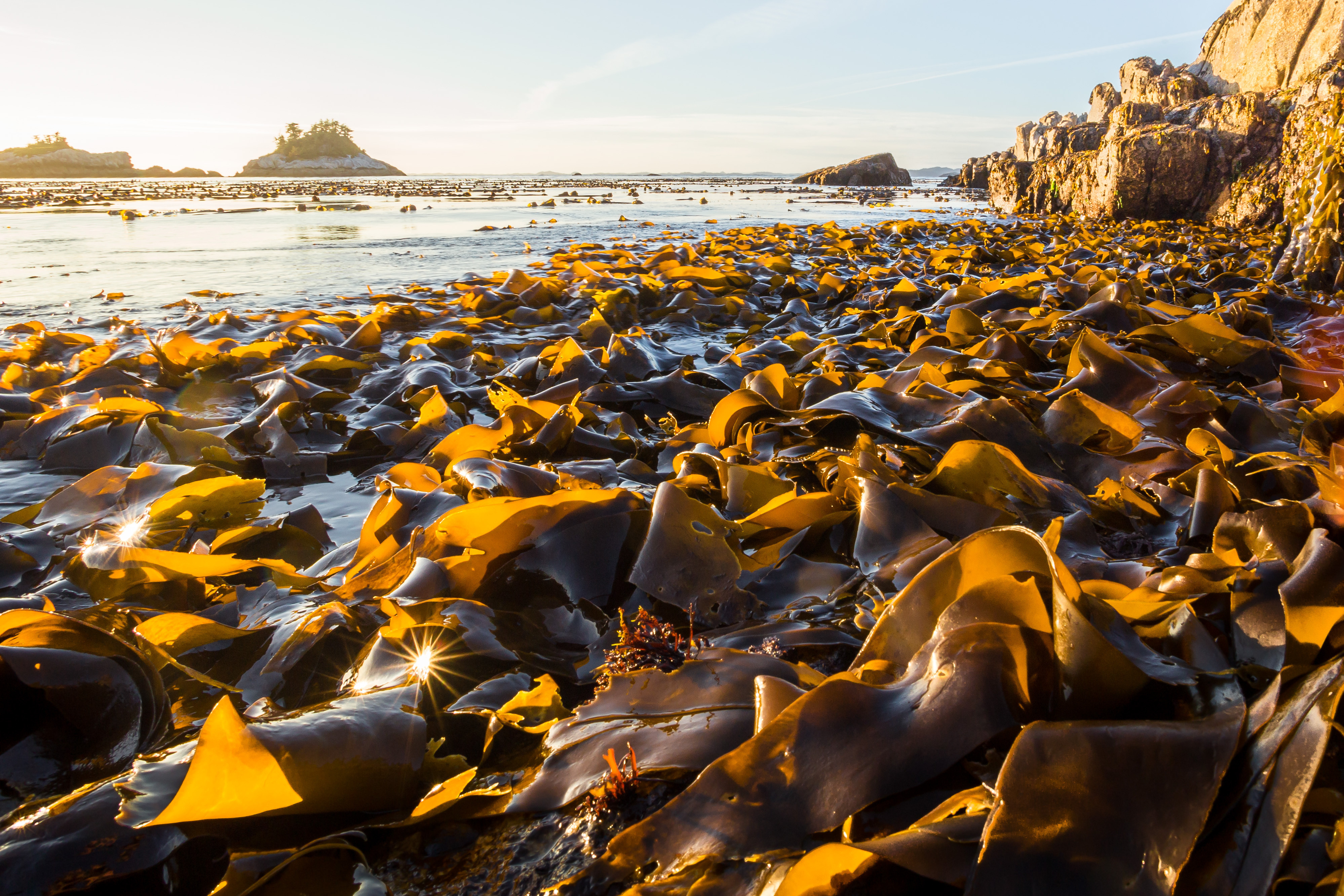 Bull kelp along the coast.