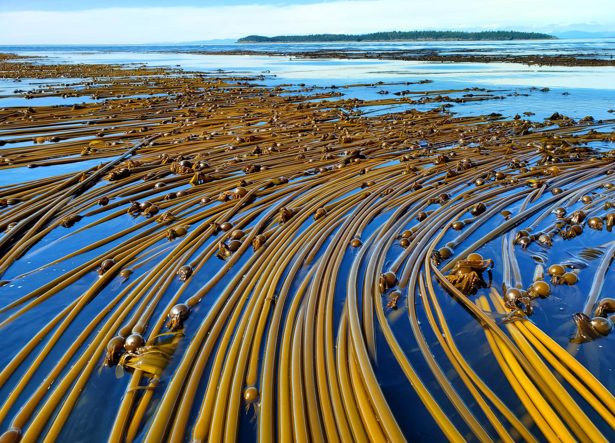 Bull kelp forest