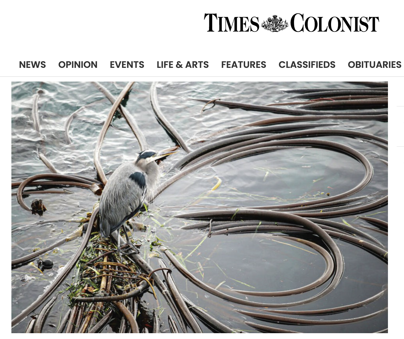 Kelp in the news - Vital kelp forests are more vulnerable to change than ever